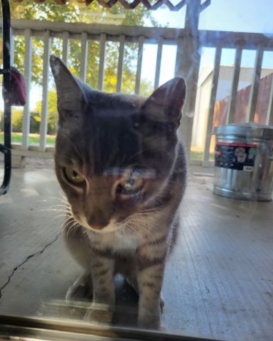 Cute Tabby named Jack