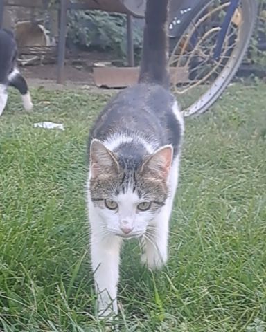 Cute cat named Queen