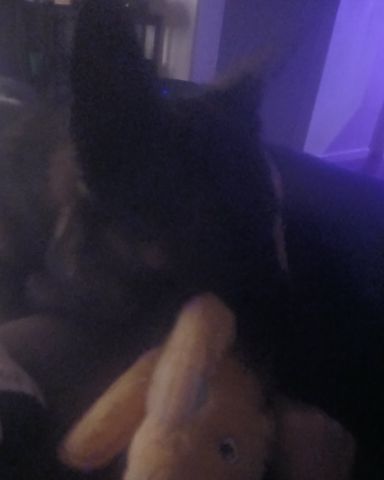 Cute dog named Toby
