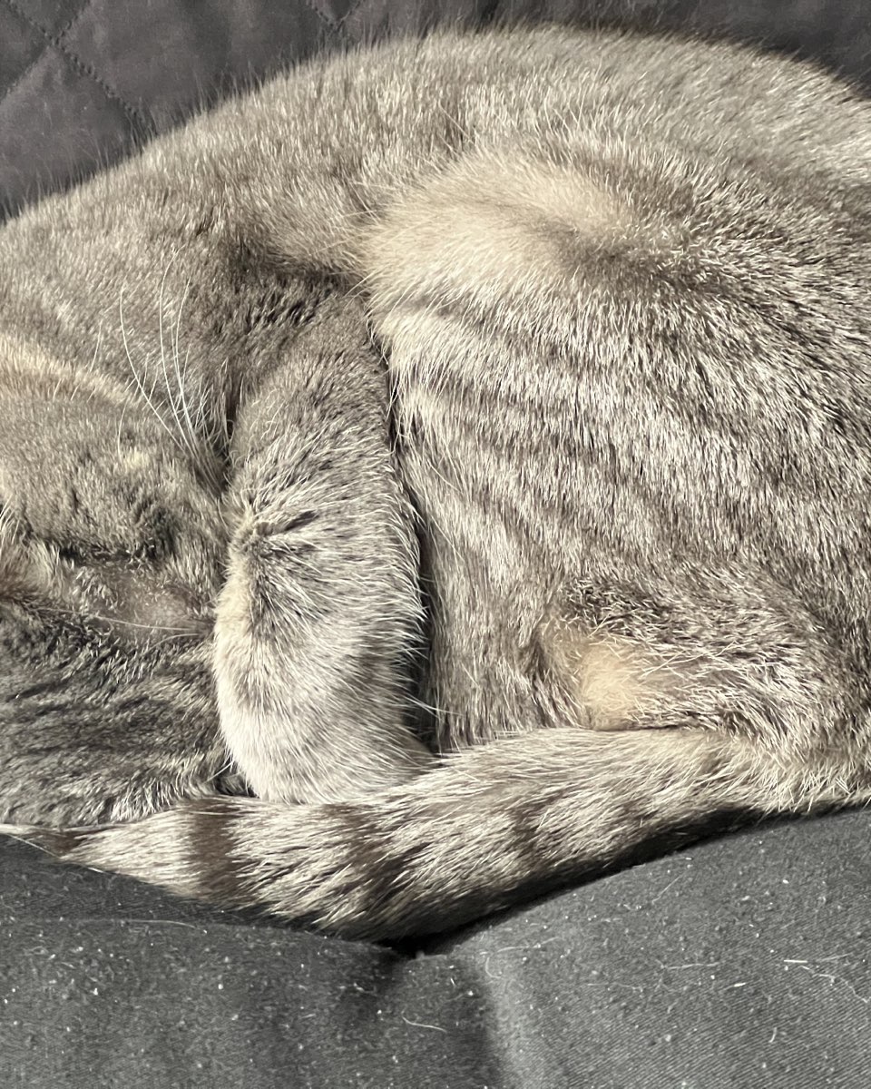 Cute cat named Betty
