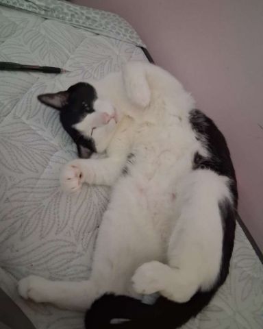 Cute Tuxedo cat named soup