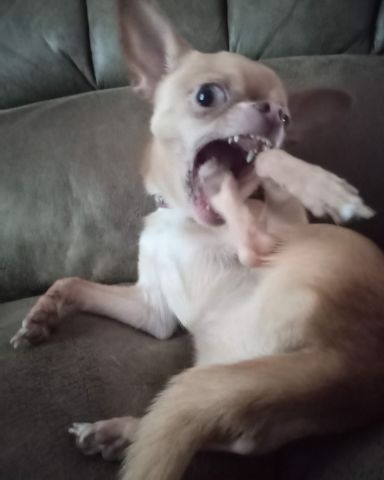 Cute chihuahua named Gizmo