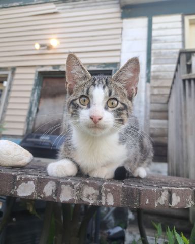Cute cat named Sol