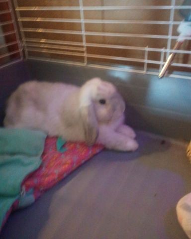 Cute Bunny named Snowball