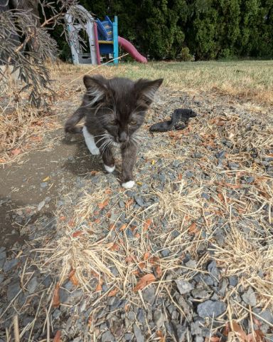 Cute ragdoll named Merlin