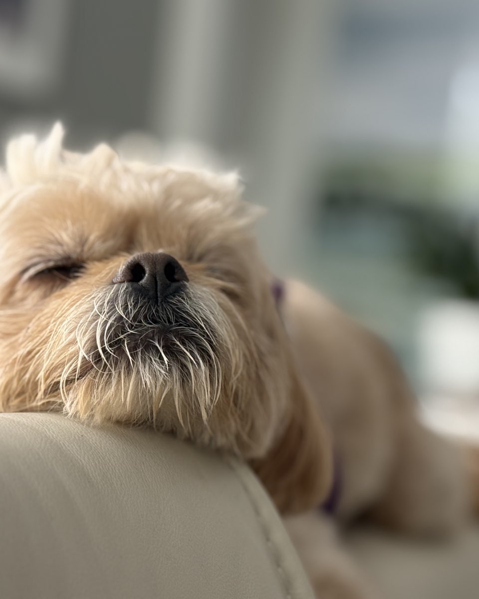 Cute Peekapoo named Chewie