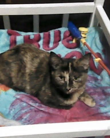 Cute cat named Gizmo