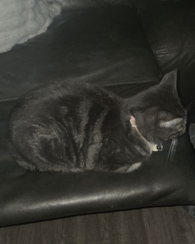 Cute Tabby named L