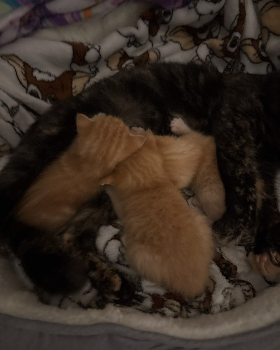 Cute cat named Roxy,nacho,noodle,sunny