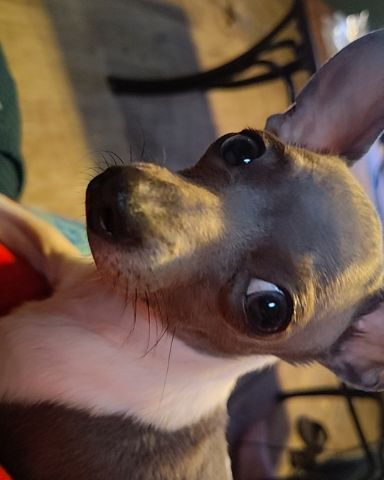 Cute chiweenie puppy named Charlie