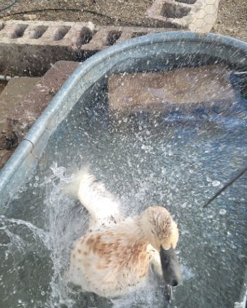 Cute bird named Della