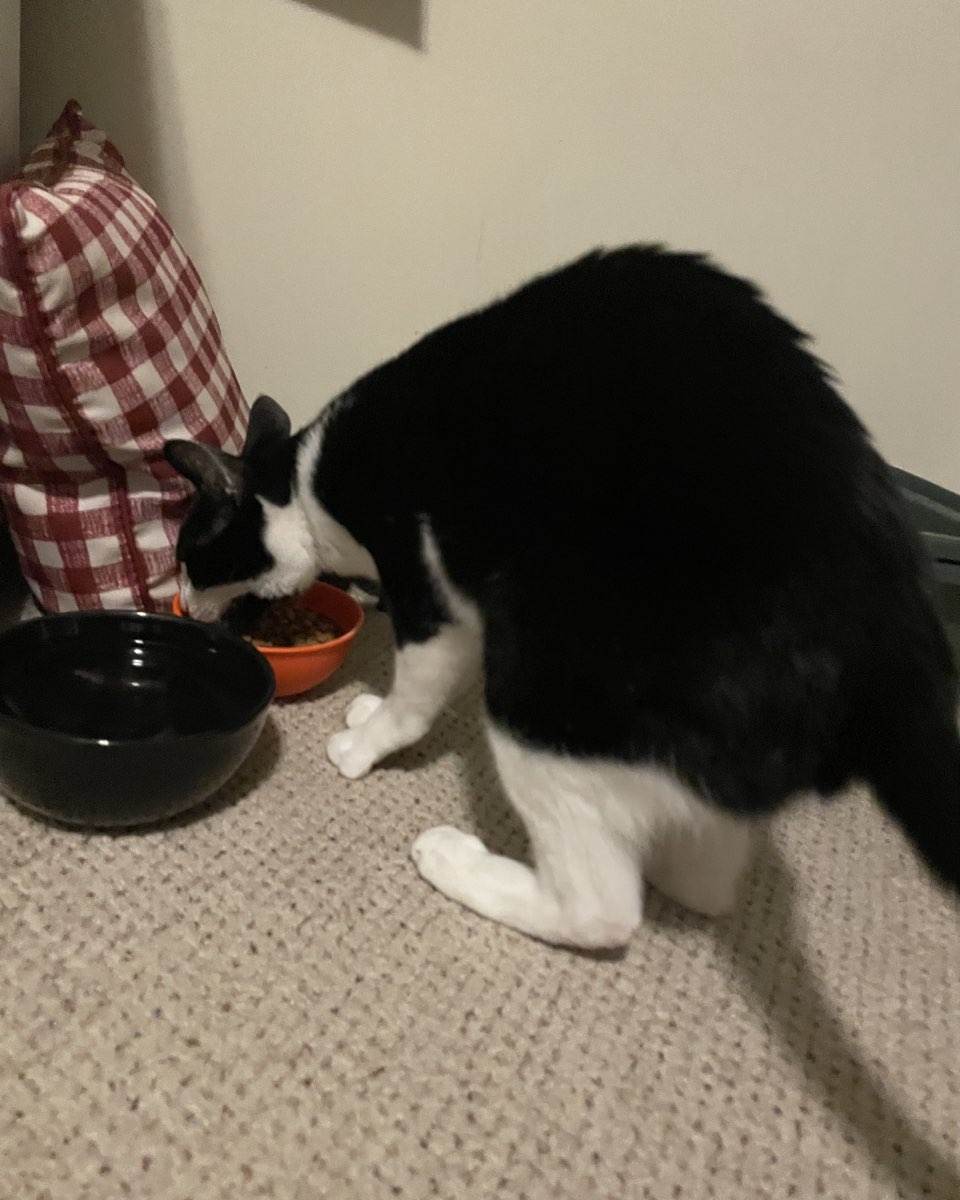 Cute cat named ReyRey
