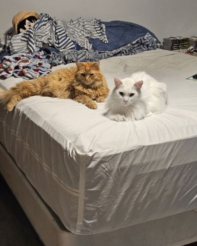 Cute cat named Smudge ( Orange ) And Marshmallow ( White )