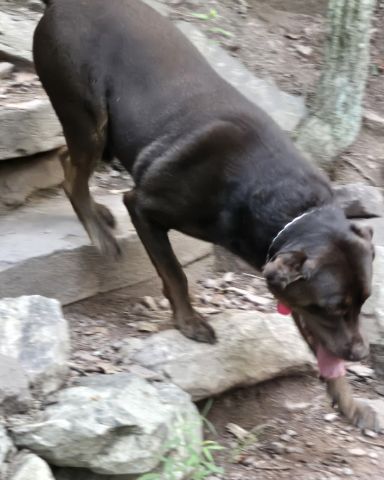 Cute chocolate lab named Roscoe
