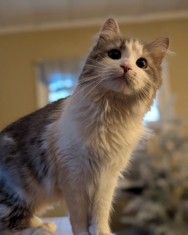 Cute Domestic Longhair named Wesley