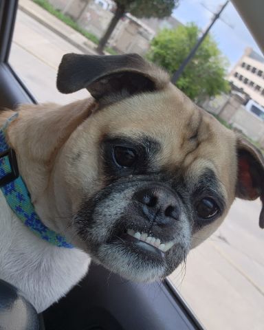 Cute Pug / Jack Russell mix named Logan Wilde