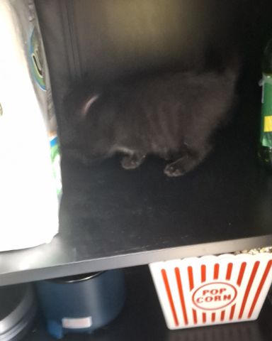 Cute Black cat named Aries