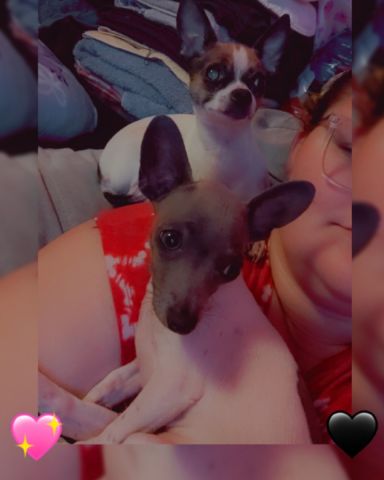 Cute chiweenie puppy named Charlie