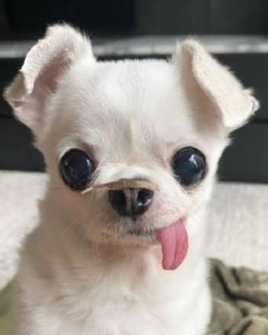 Cute dog named shelter Dogs