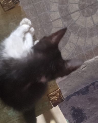 Cute cat named Silvestre