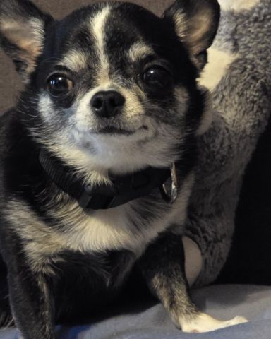 Cute Chihuahua named Addi Special Addition