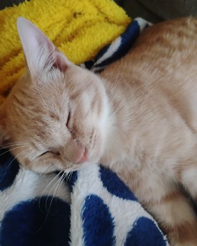 Cute cat named Zack