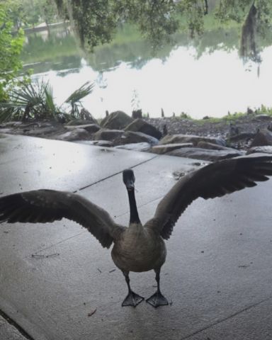 Cute bird named Mysterious Goose