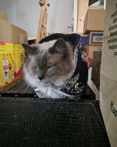 Cute Siamese Mix named Michi
