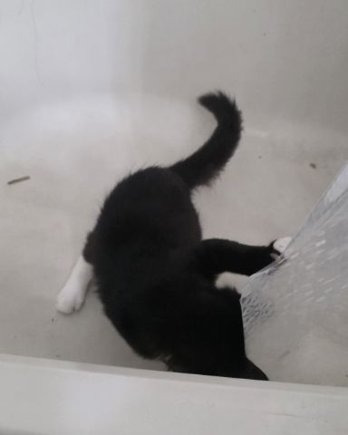 Cute cat named Andy