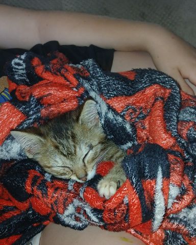 Cute tabby named willow