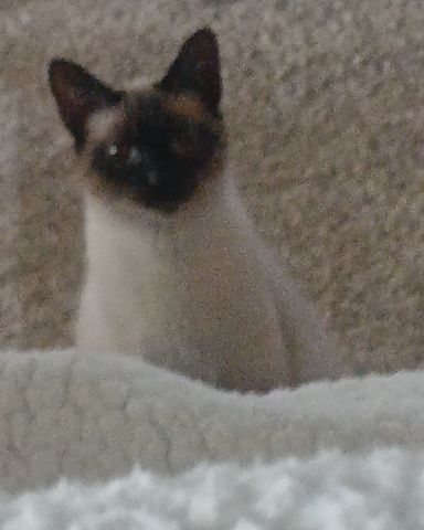 Cute Siamese named Ace