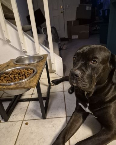 Cute Cane corso named Max💙🩵