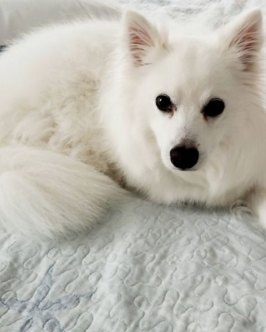 Cute American Eskimo named Guinness