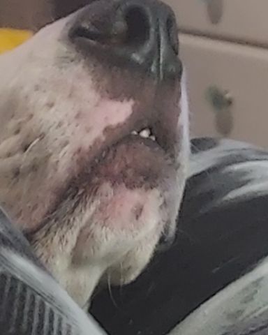 Cute Hound/Boxer named Bucky