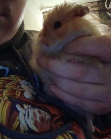 Cute golden hamster named Alex