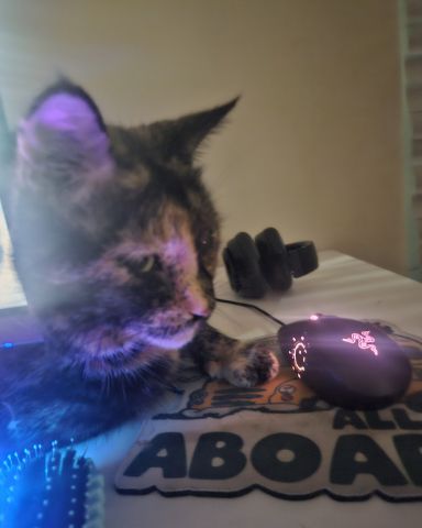 Cute Tortie shell named Snickers