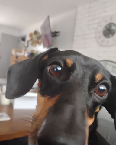 Cute wiener dog named ralphie