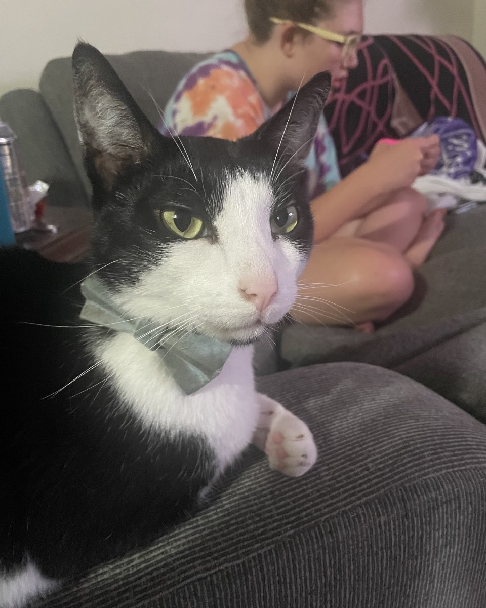 Cute cat named ReyRey