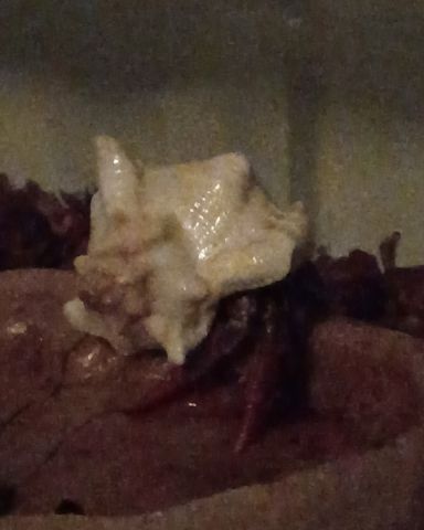 Cute hermit crab named JALAPENO🌶️🫑🌶️🌶️