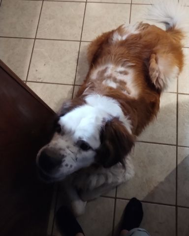 Cute St. Bernard named Winter