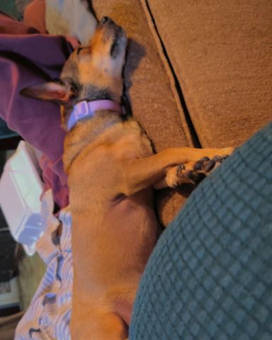 Cute female Chihuahua named joy