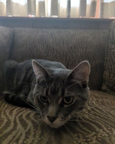 Cute cat named Max