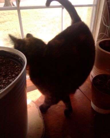 Cute tortoise cat named alora