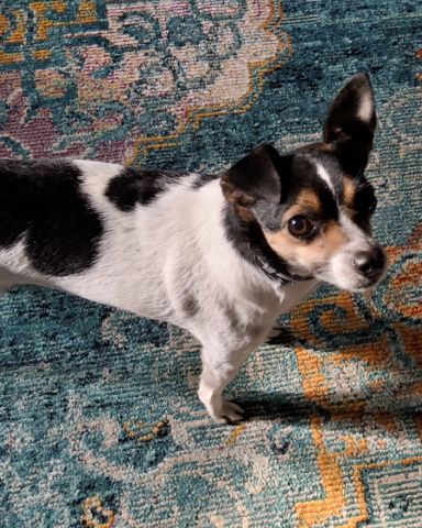 Cute Chihuahua terrier mix named Daisy