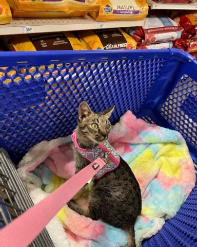 Cute Savannah named Mona