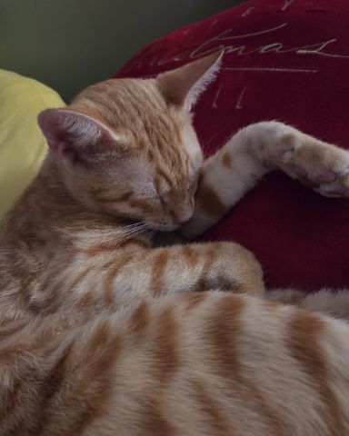 Cute Orange cat named Precious