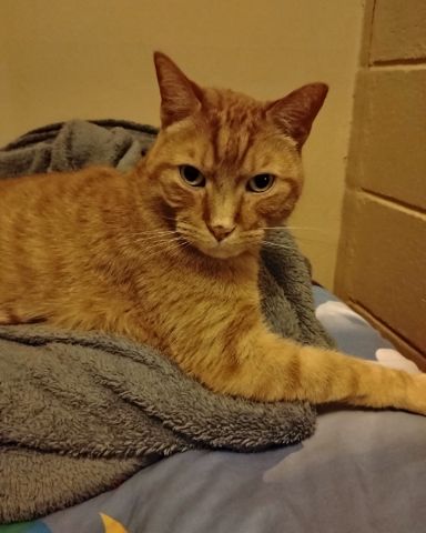 Cute tabby named Tiger