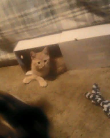 Cute tabby named Tiger