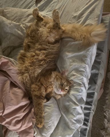 Cute Orange Domestic Longhair named Jean-Luc