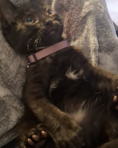 Cute Black cat named Aries